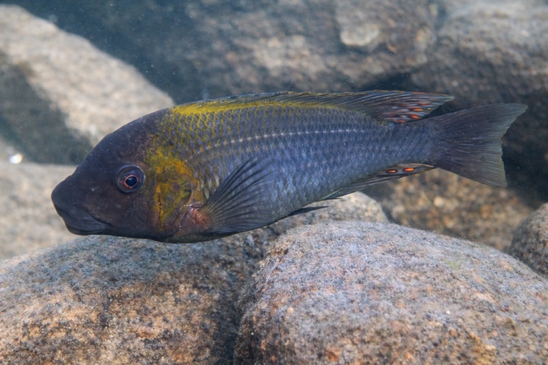 Petrochromis polyodon 'Ndole Bay'
